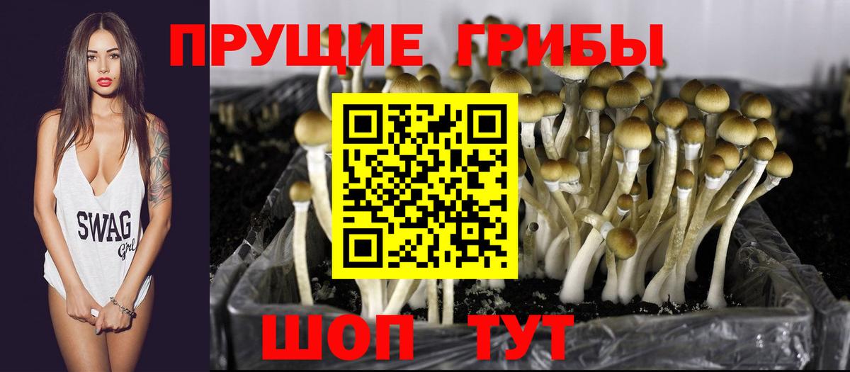 Медногорск  Галлюциногенные грибы GOLDEN TEACHER  Галлюциногенные грибы Magic Shrooms  Вход с VPN 